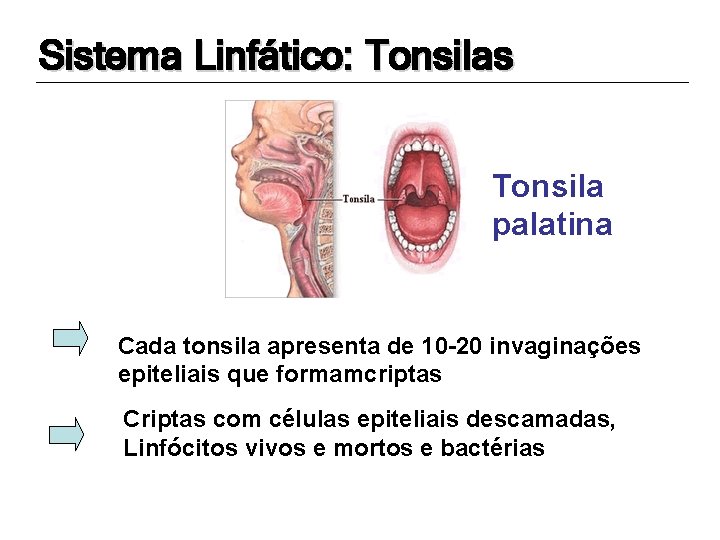 Sistema Linfático: Tonsilas Tonsila palatina Cada tonsila apresenta de 10 -20 invaginações epiteliais que