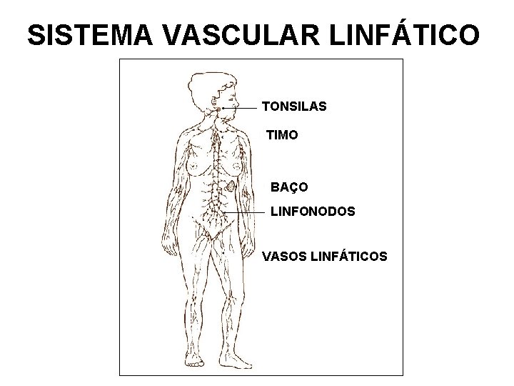 SISTEMA VASCULAR LINFÁTICO TONSILAS TIMO BAÇO LINFONODOS VASOS LINFÁTICOS 