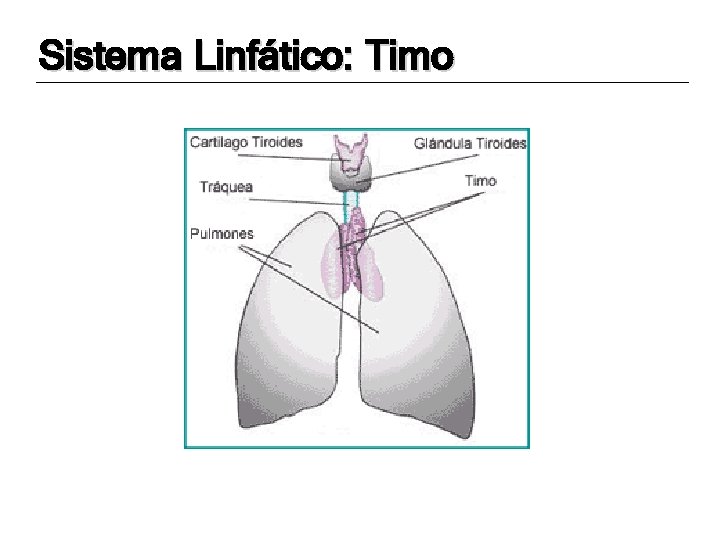 Sistema Linfático: Timo 