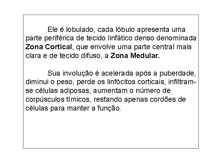  Ele é lobulado, cada lóbulo apresenta uma parte periférica de tecido linfático denso