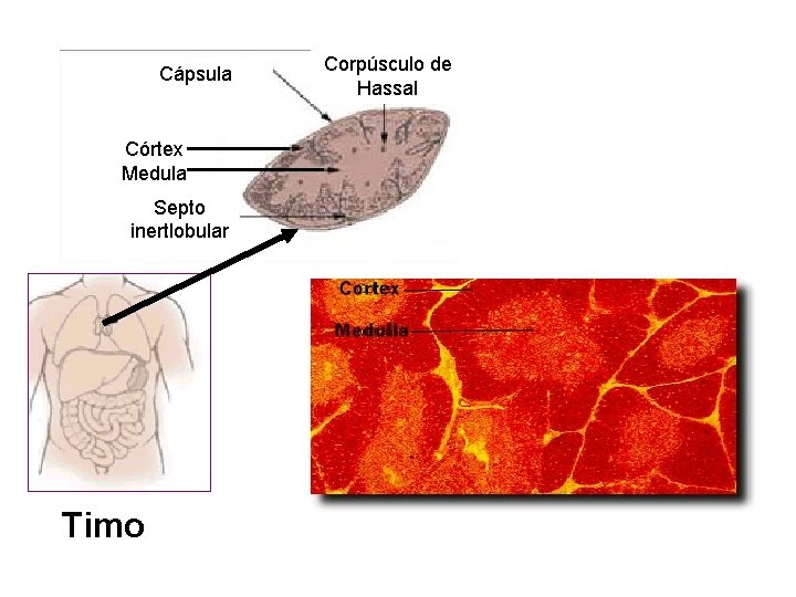 Cápsula Córtex Medula Septo inertlobular Timo Corpúsculo de Hassal 