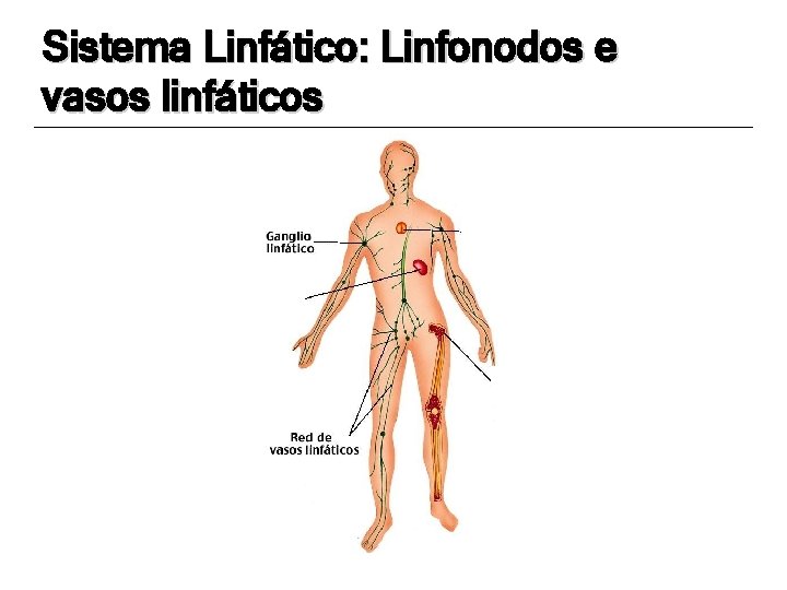 Sistema Linfático: Linfonodos e vasos linfáticos 