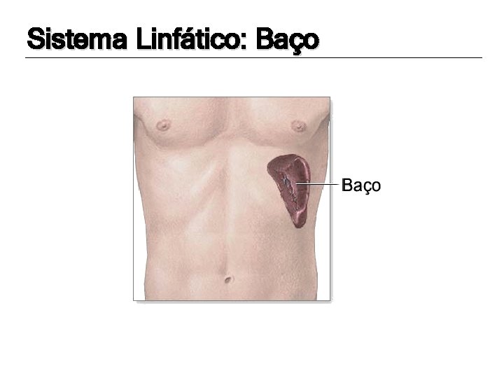 Sistema Linfático: Baço 