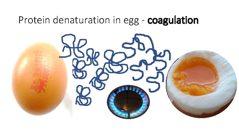 Protein denaturation in egg - coagulation 