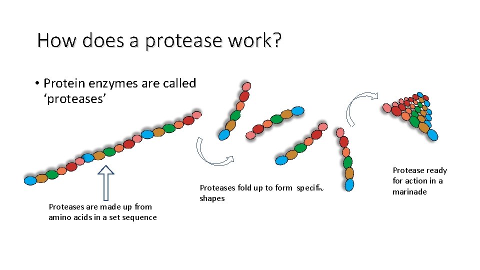 How does a protease work? • Protein enzymes are called ‘proteases’ Proteases are made