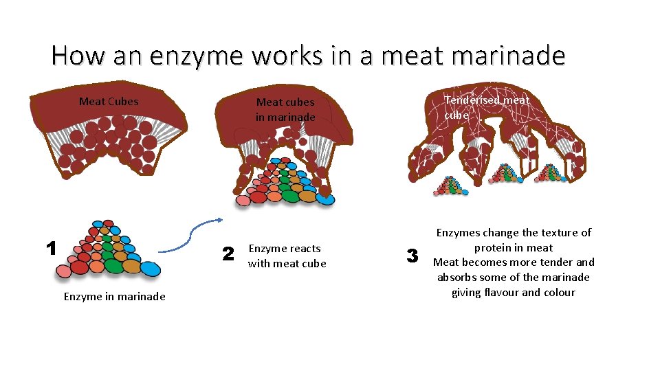 How an enzyme works in a meat marinade Meat Cubes 1 2 Enzyme in