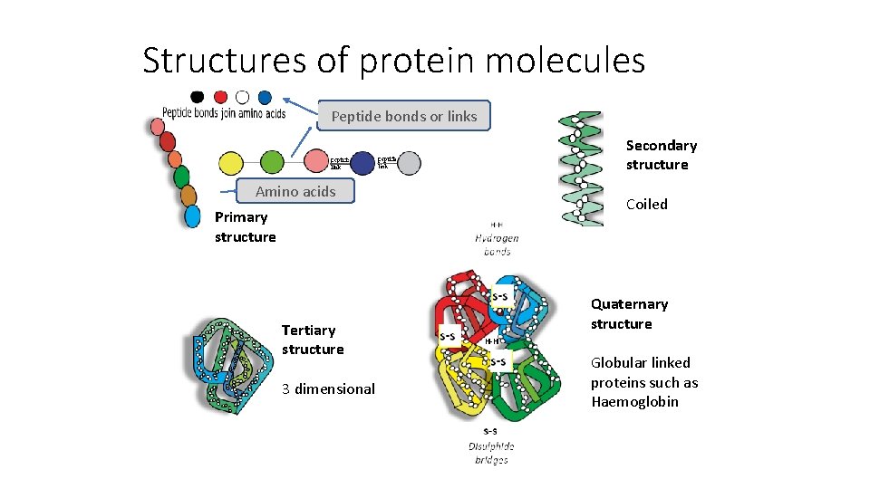 Structures of protein molecules Peptide bonds or links Secondary structure Amino acids Coiled Primary