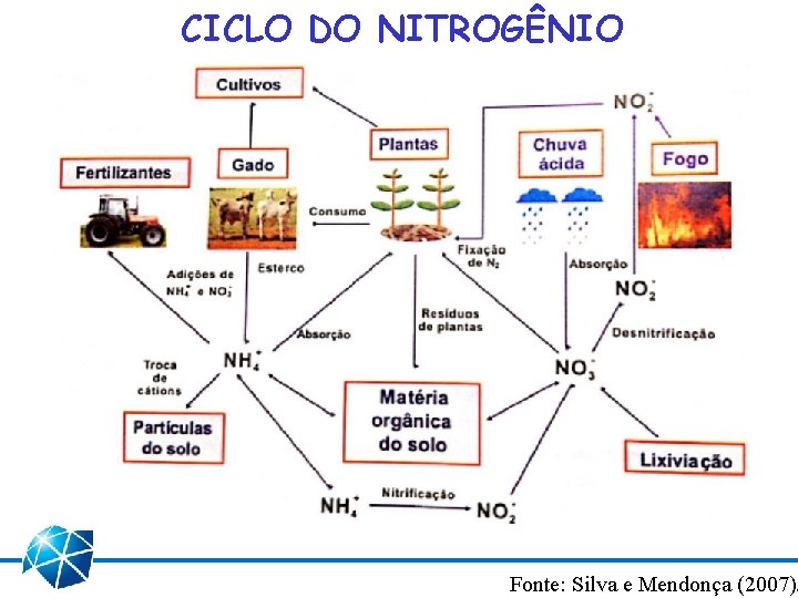 CICLO DO NITROGÊNIO Fonte: Silva e Mendonça (2007). 