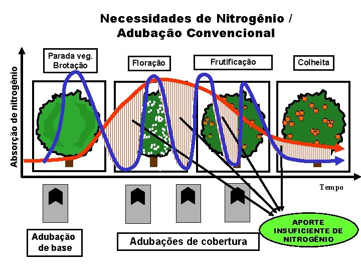 Absorção de nitrogênio Necessidades de Nitrogênio / Adubação Convencional Parada veg. Brotação Floração Frutificação