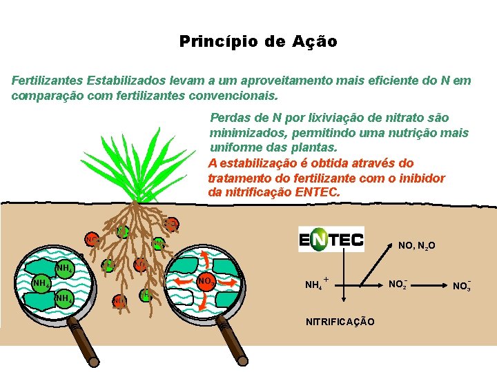 Princípio de Ação Fertilizantes Estabilizados levam a um aproveitamento mais eficiente do N em