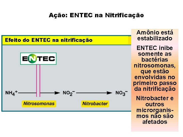 Ação: ENTEC na Nitrificação Efeito do ENTEC na nitrificação Amônio está estabilizado ENTEC inibe