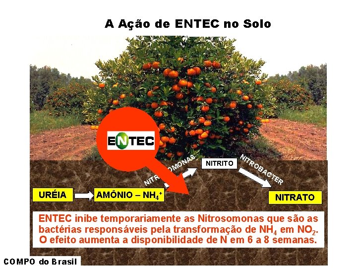 A Ação de ENTEC no Solo S NA O MO S RO NIT URÉIA