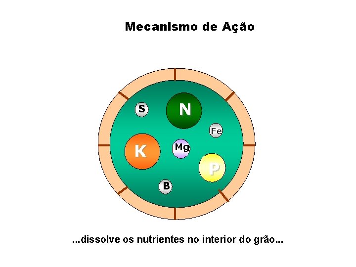 Mecanismo de Ação N S Fe K Mg P B . . . dissolve