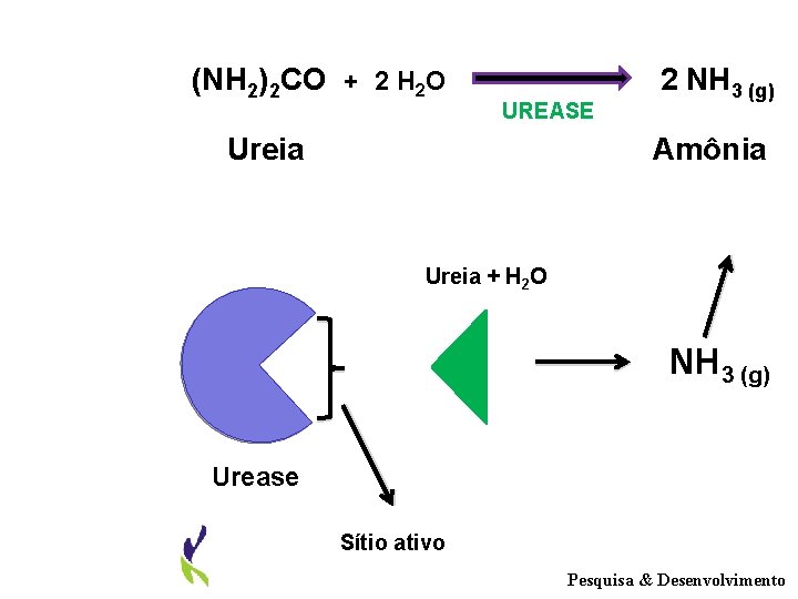 (NH 2)2 CO + 2 H 2 O UREASE Ureia 2 NH 3 (g)