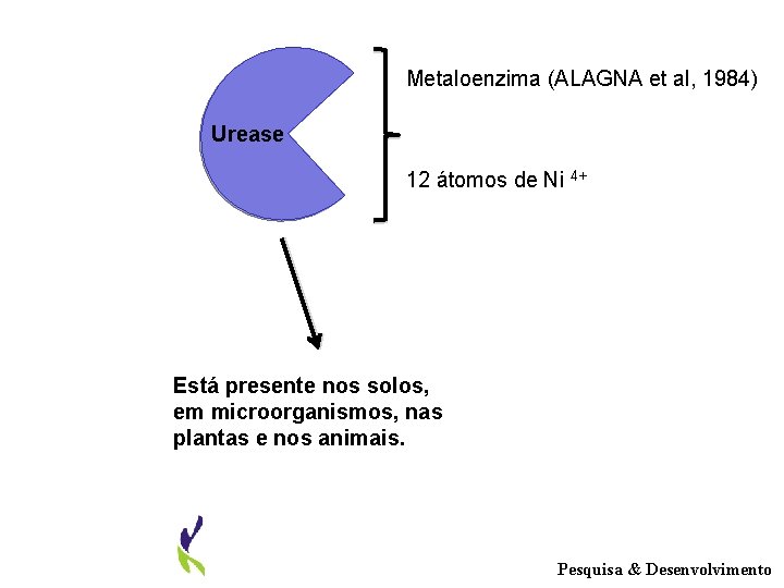 Metaloenzima (ALAGNA et al, 1984) Urease 12 átomos de Ni 4+ Está presente nos