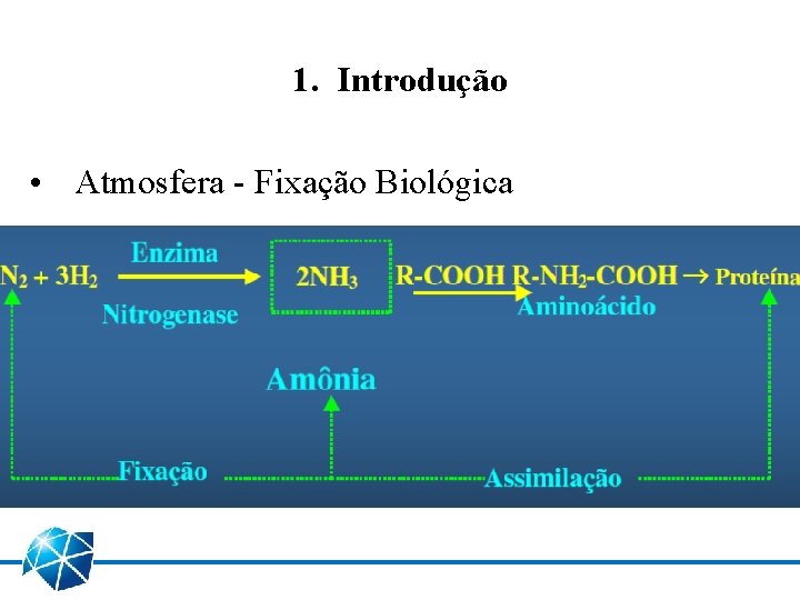 1. Introdução • Atmosfera - Fixação Biológica 