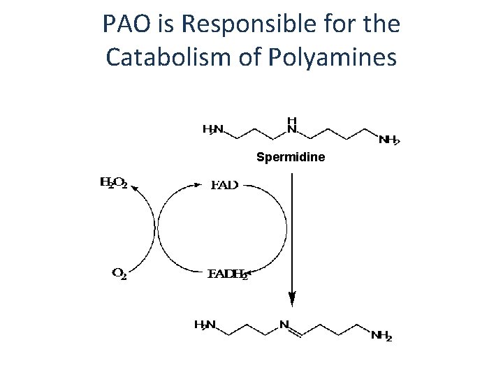 PAO is Responsible for the Catabolism of Polyamines Spermidine 