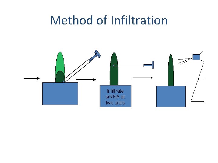 Method of Infiltration Infiltrate si. RNA at two sites 
