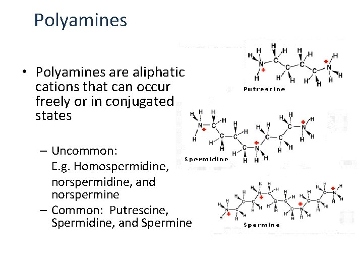 Polyamines • Polyamines are aliphatic cations that can occur freely or in conjugated states