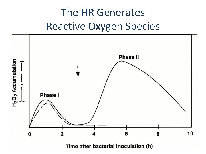 The HR Generates Reactive Oxygen Species 