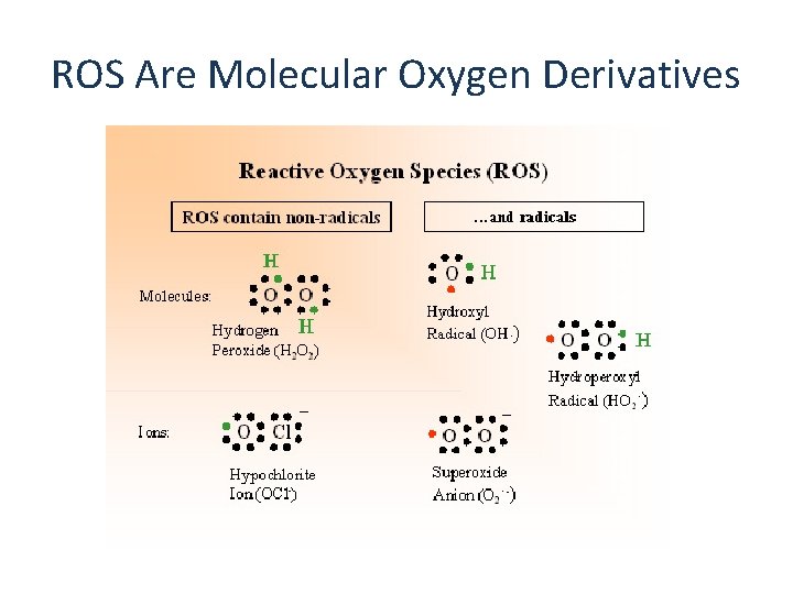 ROS Are Molecular Oxygen Derivatives 