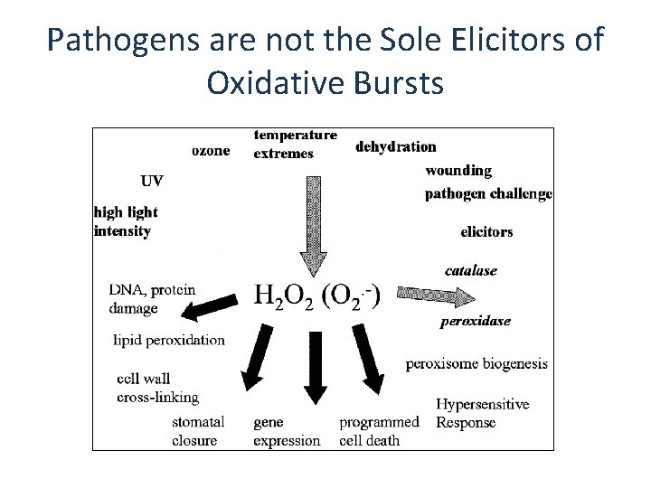 Pathogens are not the Sole Elicitors of Oxidative Bursts 