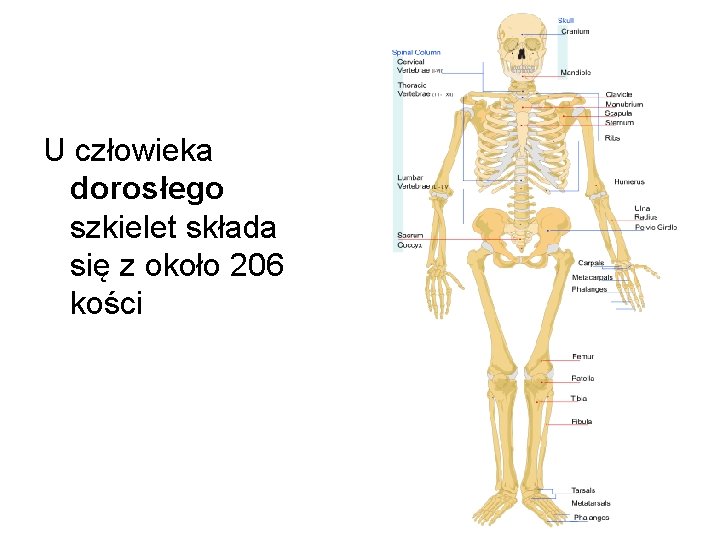 URAZY KOCI I STAWW U czowieka dorosego szkielet