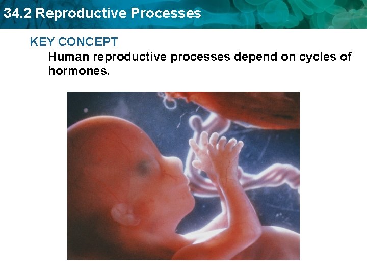 34. 2 Reproductive Processes KEY CONCEPT Human reproductive processes depend on cycles of hormones.