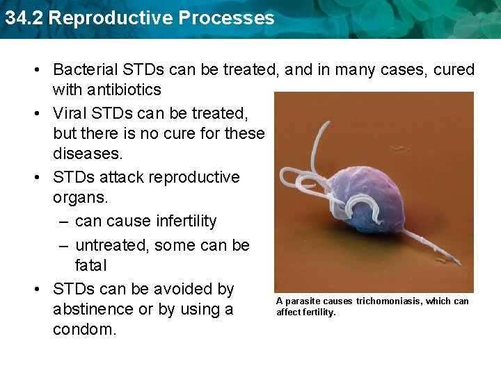 34. 2 Reproductive Processes • Bacterial STDs can be treated, and in many cases,