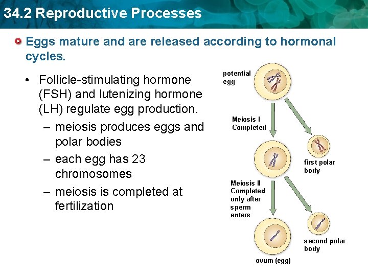 34. 2 Reproductive Processes Eggs mature and are released according to hormonal cycles. •