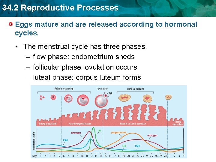 34. 2 Reproductive Processes Eggs mature and are released according to hormonal cycles. •