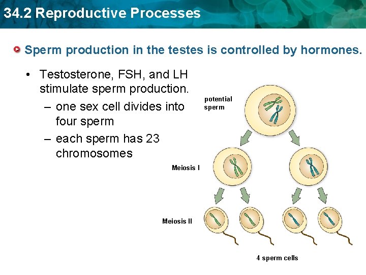 34. 2 Reproductive Processes Sperm production in the testes is controlled by hormones. •