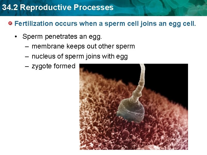 34. 2 Reproductive Processes Fertilization occurs when a sperm cell joins an egg cell.