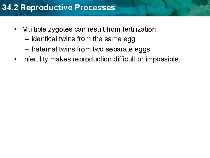 34. 2 Reproductive Processes • Multiple zygotes can result from fertilization. – identical twins