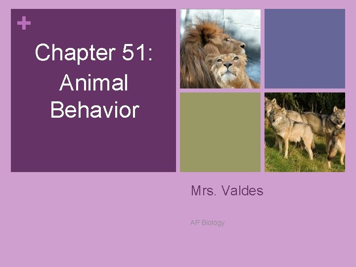 + Chapter 51: Animal Behavior Mrs. Valdes AP Biology 