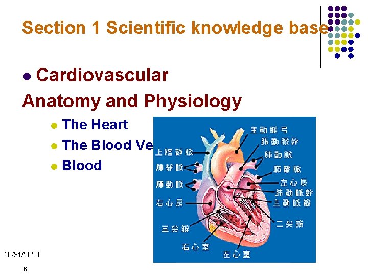 Section 1 Scientific knowledge base Cardiovascular Anatomy and Physiology l The Heart l The