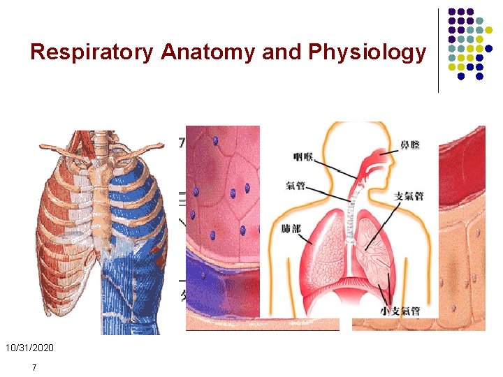 Respiratory Anatomy and Physiology 结构 l 功能 l 调节 l 10/31/2020 7 