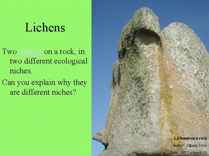 Lichens Two lichens on a rock, in two different ecological niches. Can you explain