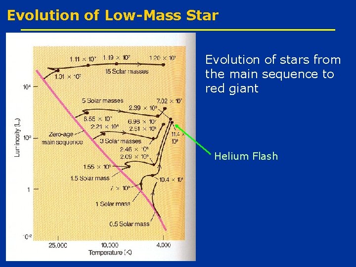 Evolution of Low-Mass Star Evolution of stars from the main sequence to red giant
