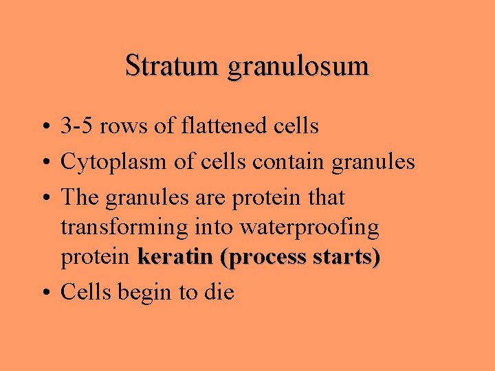 Stratum granulosum • 3 -5 rows of flattened cells • Cytoplasm of cells contain Stratum granulosum • 3 -5 rows of flattened cells • Cytoplasm of cells contain