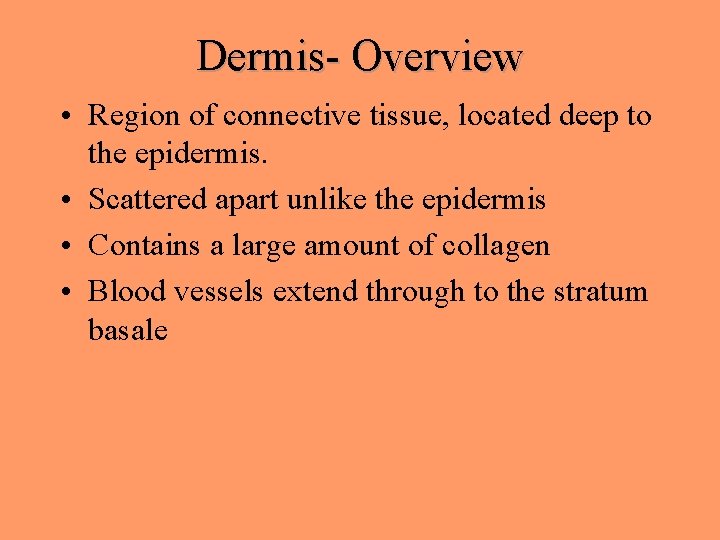 Dermis- Overview • Region of connective tissue, located deep to the epidermis. • Scattered