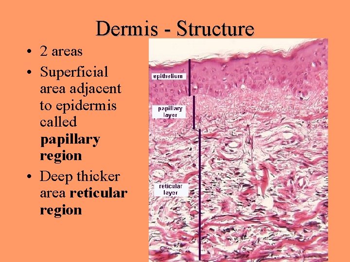 Dermis - Structure • 2 areas • Superficial area adjacent to epidermis called papillary