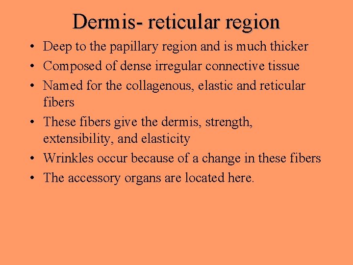 Dermis- reticular region • Deep to the papillary region and is much thicker •