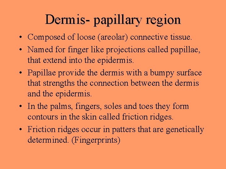 Dermis- papillary region • Composed of loose (areolar) connective tissue. • Named for finger