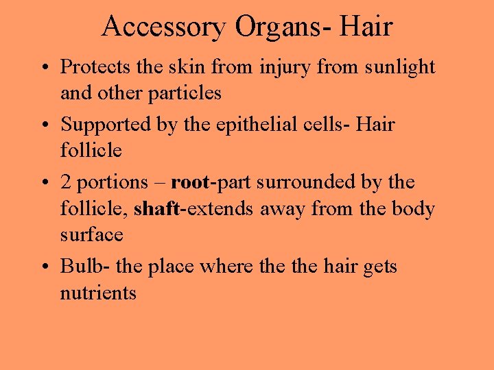 Accessory Organs- Hair • Protects the skin from injury from sunlight and other particles