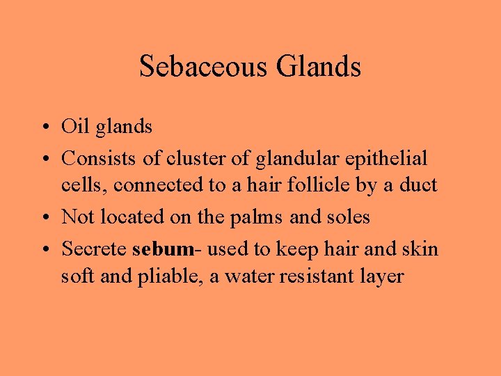 Sebaceous Glands • Oil glands • Consists of cluster of glandular epithelial cells, connected