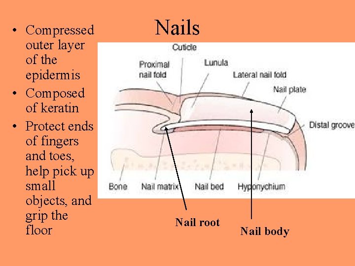  • Compressed outer layer of the epidermis • Composed of keratin • Protect