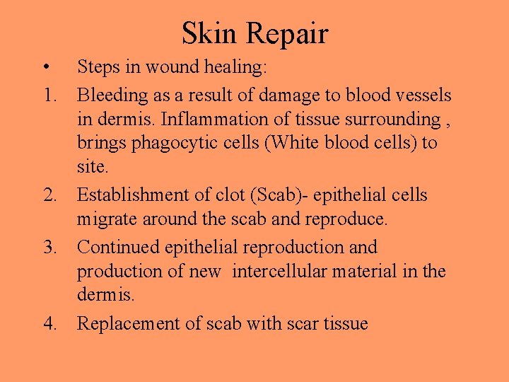 Skin Repair • Steps in wound healing: 1. Bleeding as a result of damage