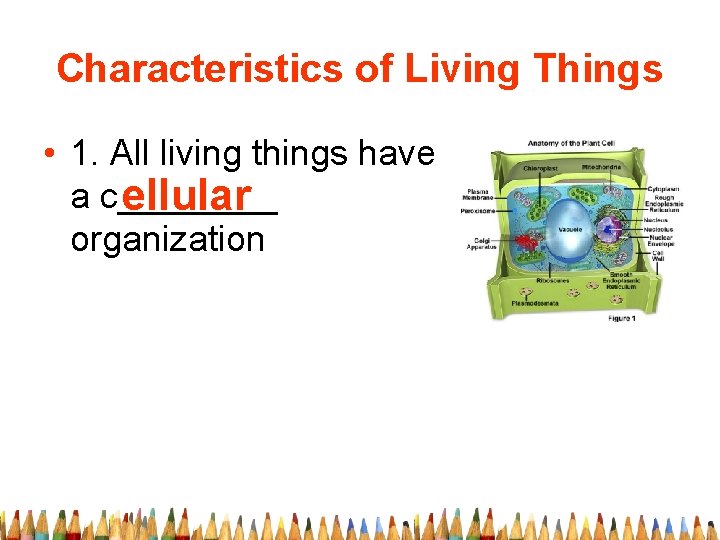 Characteristics of Living Things • 1. All living things have a c____ ellular organization