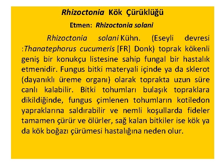 Rhizoctonia Kök Çürüklüğü Etmen: Rhizoctonia solani Kühn. (Eseyli devresi : Thanatephorus cucumeris [FR] Donk)